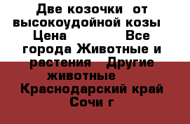 Две козочки  от высокоудойной козы › Цена ­ 20 000 - Все города Животные и растения » Другие животные   . Краснодарский край,Сочи г.